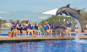 Puerto Vallarta Dolphins