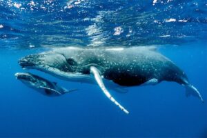 Puerto Vallarta Whales