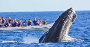 Puerto Vallarta Whales
